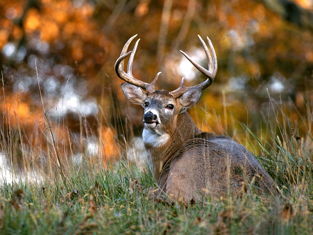 White-tailed Deer in Autumn